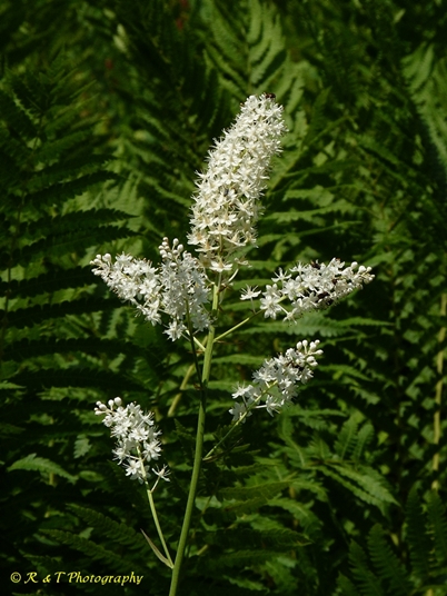 {Stenanthium leimanthoides}